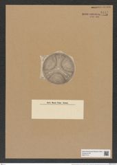 Aulacodiscus excavatus A. Schm. (de-Toni-Nr.: Genus 182, Species 4547) Zeichnungen Sammlung Grunow Nr. 8151 (NHMW-BOT-W0377514)